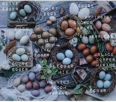 an image of different types of eggs on display