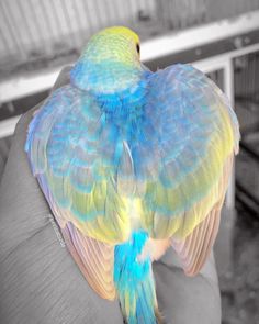 a colorful bird sitting on the arm of someone's hand in black and white