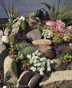 flowers and rocks are growing in the garden