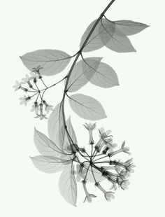 black and white photograph of flowers with leaves