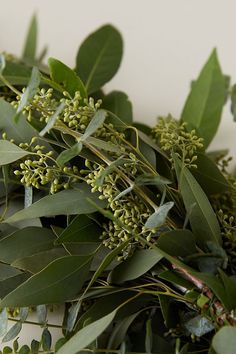 some green leaves and branches on a table