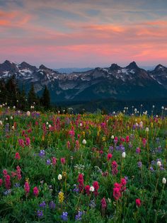 a field full of wildflowers with mountains in the background at sunset or dawn