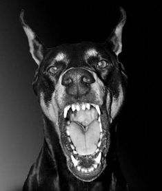 a black and white photo of a dog with it's mouth open showing teeth