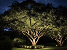 trees lit up at night in the park