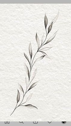 Tato Flash, Olive Branch Tattoo, Branch Tattoo, Stylish Tattoo, Vine Tattoos, Tattoo Ideas Female, Tattoo Bracelet