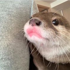 an otter sticking its tongue out and looking at the camera