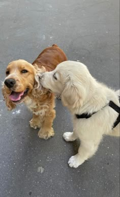 two dogs are playing with each other on the street, one has its nose to the other's ear