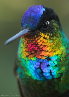 the colorful bird is looking at something in the distance with it's eyes wide open