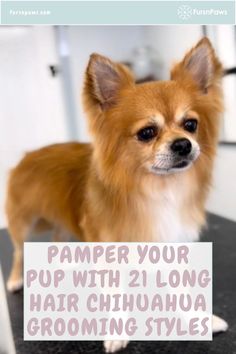 Long Hair Chihuahua Grooming Styles Groomed Long Haired Chihuahua, Long Haired Chihuahua Haircut, Long Hair Chihuahua Grooming Styles, Chihuahua Haircut, Long Haired Chihuahua Puppies, Haircut Options, Long Coat Chihuahua, Dog Haircut, Long Hair Chihuahua