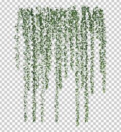 an ivy plant hanging from the ceiling, green leaves transparent background png clipart