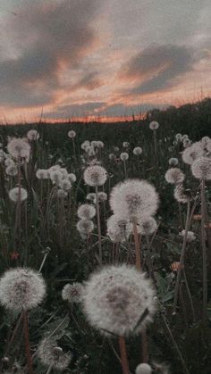 a field full of dandelions with the sun setting in the distance behind them