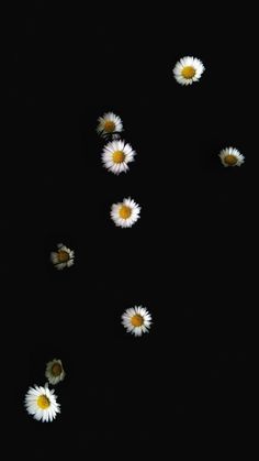 several small white flowers floating in the water on a black background with one yellow flower