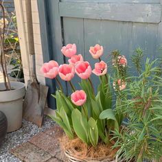 pink tulips in a basket on the ground next to plants and a door