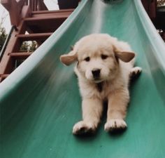 a puppy that is laying down on a slide