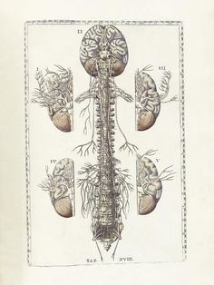 an old book with illustrations of the human nervous system