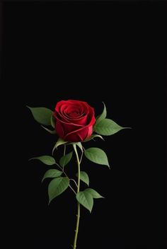 a single red rose with green leaves on a black background