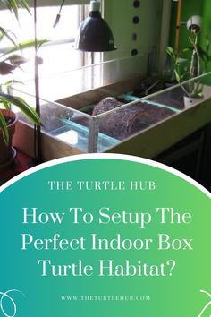 a bathroom sink with the words how to setup the perfect indoor box turtle habitat?