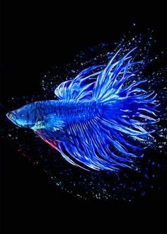 a blue fish that is swimming in the water