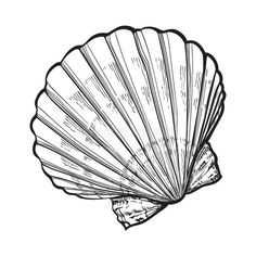 an ink drawing of a scallop shell