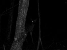 a deer in the woods at night with its eyes glowing brightly through the dark trees