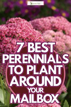 pink flowers with the words 7 best perennials to plant around your mailbox