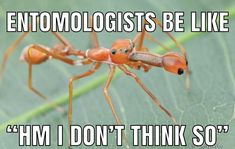 an ant insect on a leaf with caption that reads, entomologistists be like him i don't think so