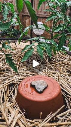 a red pot sitting on top of straw next to a plant in the middle of a garden