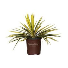 a small potted plant with green leaves on the top and brown bottom, sitting in front of a white background