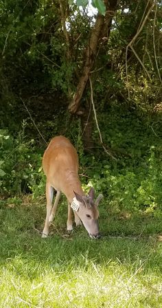 a deer grazing in the grass next to some trees and bushes with a tag on it's ear