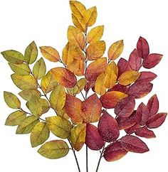 an arrangement of colorful leaves on a white background