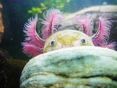 an animal with pink feathers on it's head looking out from under the water