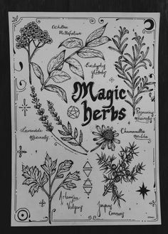 Witchy Herb Tattoo, Green Witch Illustration, Witchcraft Illustration, Witchy Illustration, Herb Tattoo, Moon And Star Quotes, Herbs Illustration, 30 Day Art Challenge, Wiccan Art