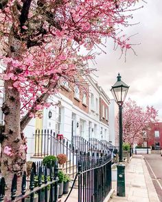 a street light sitting on the side of a road next to trees with pink flowers