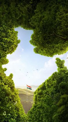 Indian Flag, Trees, Flag, India