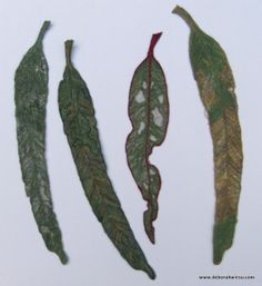 three different types of leaves on a white surface