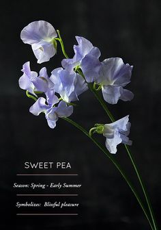 some purple flowers on a black background with the words sweet pea written below it in white