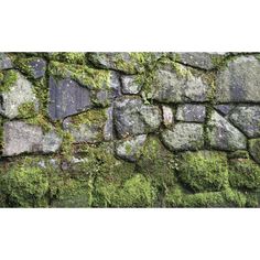 moss growing on the side of a stone wall