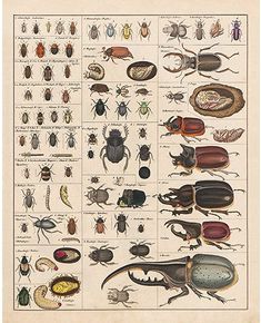 an illustration of different types of bugs and other insect species on a white paper sheet