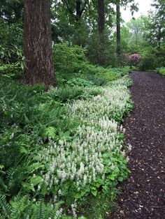 the path is lined with white flowers and green plants, along with trees in the background