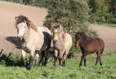 three horses are standing in the grass together