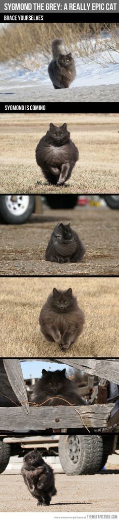 four different pictures of an animal laying on the ground with captioning that it's really hard to tell