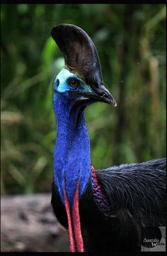 a close up of a bird with a long neck and very colorful feathers on it's head