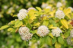 some white flowers and green leaves on a tree