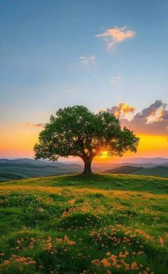 a tree in the middle of a grassy field at sunset with clouds and sun setting behind it