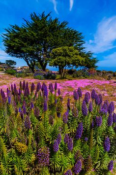 wildflowers and other plants in the foreground with two trees in the background