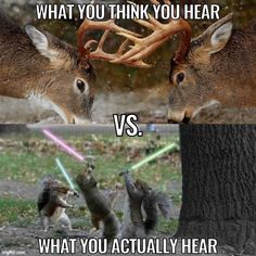 Funny Hunting Pics, Hunting Jokes, Bow Hunting Deer, Hunting Quotes, Deer Hunting Tips, Country Jokes, Fox Squirrel, Hunting Humor, Country Memes