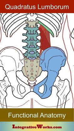 Lower Back Anatomy, Quadratus Lumborum Stretch, Coccyx Injury, Malasana Pose, Quadratus Lumborum, Neuromuscular Therapy, Rib Pain, Calm The Nervous System, Neck Hurts