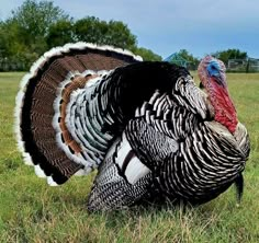 a large turkey standing on top of a lush green field