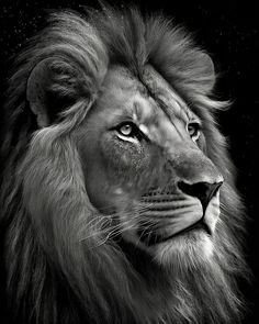 a black and white photo of a lion's face with stars in the background