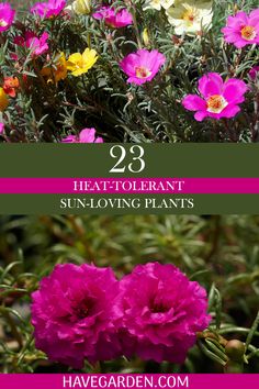 flowers with text overlay that says 23 heat - tolernt sun - loving plants